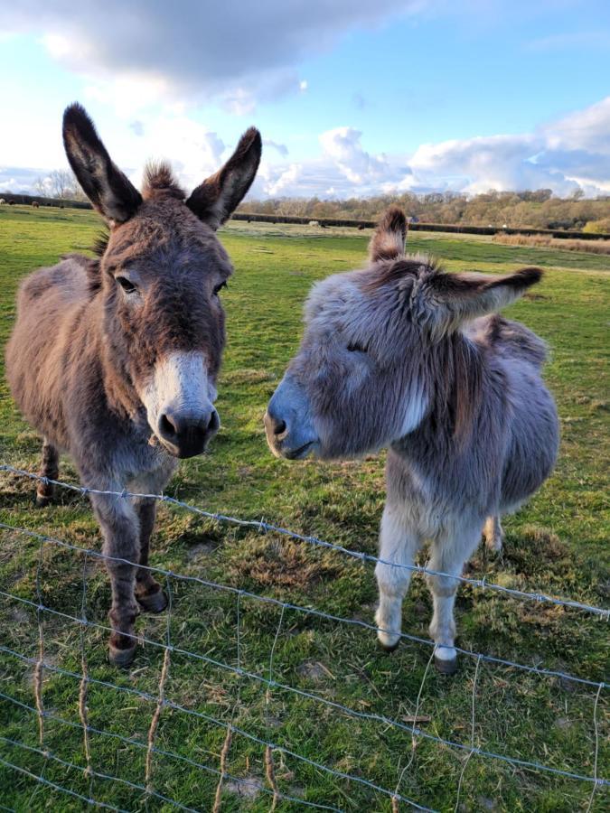 Budget Stay, In Lovely Private Setting With Rustic Charm, Log Burner, Fire Pit, Campers Kitchen & Eco Loo No Bedding Supplied Narberth Exterior foto